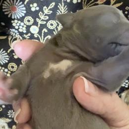 Max - Blue male Italian Greyhound puppy in Plains, Georgia from Amayz Italian Greyhounds