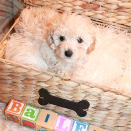 Poodle Puppies from Dundee Dandy Poodles