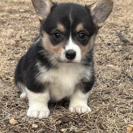 Elizabeth - Black and tan female Pembroke Welsh Corgi puppy in Rolla, Missouri from 4A Corgis