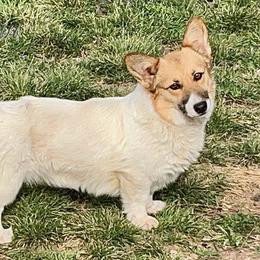 Dodie - Pembroke Welsh Corgi