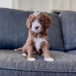 Lily - Red  female Goldendoodle puppy in St George, Utah from Doodle Bears of Southern Utah