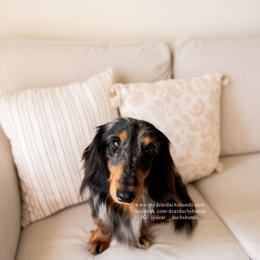 Vitali - Dachshund