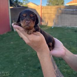 Charlie - Chocolate and tan male Dachshund puppy in Moreno Valley, California from rdachshunds