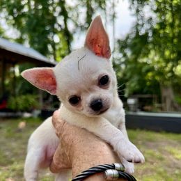 Mikey - Cream male Chihuahua puppy in Saint Johns, Florida from Acme Chihuahuas (Cheeky Chis)