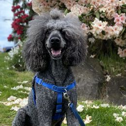 Poodles from Fluffy Poodles