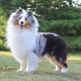 BISS GCH Kobi - Shetland Sheepdog