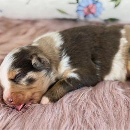 Wren - Red merle female Miniature Australian Shepherd puppy in Melbourne, Florida from True Spirited Aussies