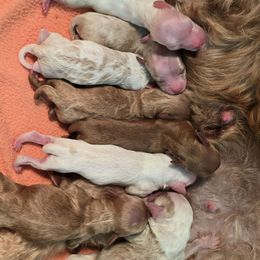 Blitzen - Red  male Goldendoodle puppy in Fordland, Missouri from K&K's Puppy Kingdom