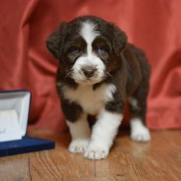 Aussiedoodle and Shichon Puppies from PTK Ranch