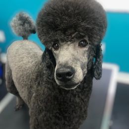 Marshall - Poodle