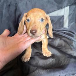 Pippin - Red male Dachshund puppy in Richwood, West Virginia from Wild and Wonderful Wieners