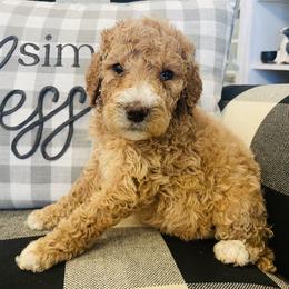 Gigi - Apricot female Poodle puppy in Calimesa, California from Coriander Pups