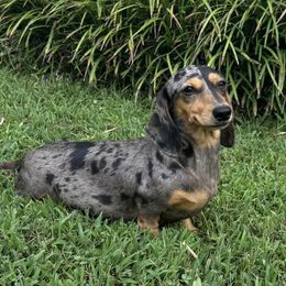 Lina - Dachshund