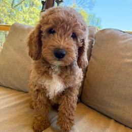 Prince Humperdink - Apricot male Goldendoodle puppy in Dawsonville, Georgia from As You Wish Doodles