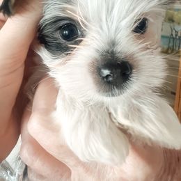 Marshmallow - Black tan and white male Biewer Terrier puppy in Branford, Connecticut from CT Fuzzy Bugs - Biewer Terriers