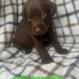 Boy 7 - Chocolate male Labrador Retriever puppy in Disputanta, Virginia from Powells Creek Retreivers