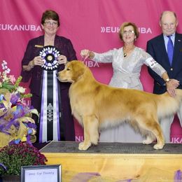 Golden Retrievers and Havanese from Happy Acres Goldens and Havanese