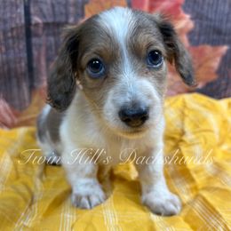 Yellow - Piebald male Dachshund puppy in Jonesboro, Illinois from Twin Hills Dachshunds