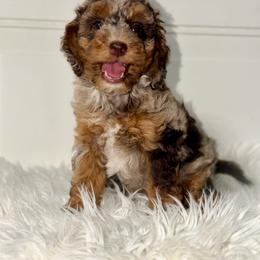 Butter Pecan - Chocolate Tri Merle - Merle female Australian Labradoodle puppy in Beecher, Illinois from Erica’s Doodles