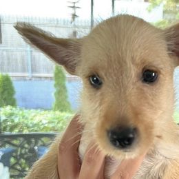 Girl 2 - Wheaten Scottish Terrier puppy in Wading River, New York from Kane Scottish Terriers
