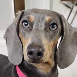 Mina - Dachshund