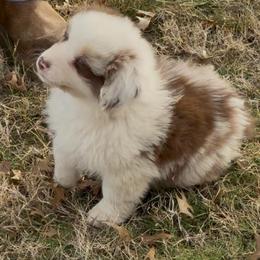 Larry - Red merle male Australian Shepherd puppy in Grove, Oklahoma from Dollface Aussies