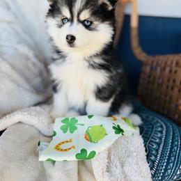 Boy - Black and white male Pomsky puppy in Yavapai County, Arizona from Pawsh Pomskies