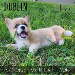 Dublin - Sable male Pembroke Welsh Corgi puppy in Pine Village, Indiana from NL Horsemanship