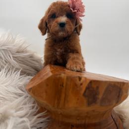 Peanut - Red female Bernedoodle puppy in Ocala, Florida from Bernedoodles of Florida