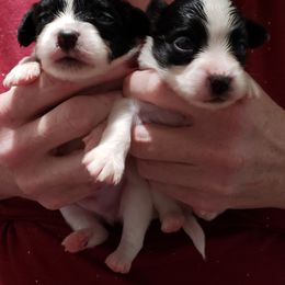 Papillon Puppies from Fairtail Papillon's & Phalene's