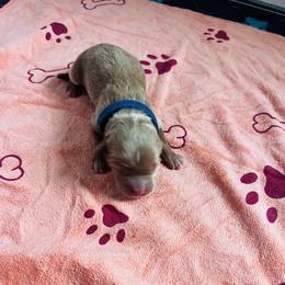 Boy 2 - male Cavapoo puppy in Avon, Indiana from Puppylove for Doodles