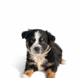 Benny - Black tri male Miniature Australian Shepherd puppy in Louisville, Mississippi from Kristy’s Kennels