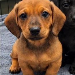 ButterCup - Red male Dachshund puppy in Altamonte Springs, Florida from Happy Tails Dachshunds