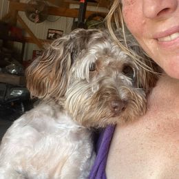 Rook - Havanese