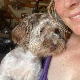 Rook - Havanese