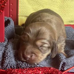 Sunny - Red female Dachshund puppy in Sharon Springs, New York from Show Us The Way Homestead