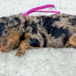 Ginny - Harry Potter Litter - Merle female Bernedoodle puppy in Charleston, South Carolina from Palm Belle Doodles