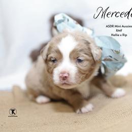 Mercedes- RMF2 - Red merle female Miniature Australian Shepherd puppy in Nacogdoches, Texas from TK Standard, Mini, & Toy Aussies
