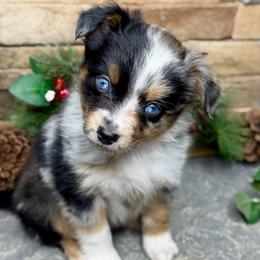 Apple - Blue merle female Toy Australian Shepherd puppy in Mc Lean, Illinois from Kickapoo Creek Toy & Mini Aussies