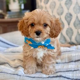 Beckham - Ruby male Cavachon puppy in Draper, Utah from Peaks Pups — Exceptional by Nature. Raised with Purpose.
