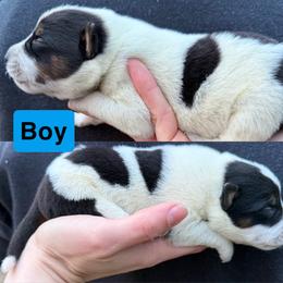 Full mask - Blue male Australian Cattle Dog puppy in Oregon from Willamette Valley Heelers