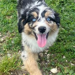 Australian Shepherds from McCord’s Standard Aussies