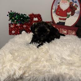 Roscoe - Sable male Shih Tzu puppy in Boiling Springs, South Carolina from Sherry Whiteside's Shih Tzus