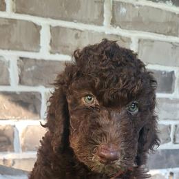 Cypress - Sable male Goldendoodle puppy in Pilot Point, Texas from K9 Sidekicks, LLC