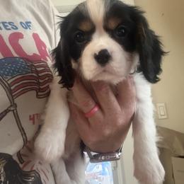 Mr. Blue - Tri-color male Cavalier King Charles Spaniel puppy in Rocky Ford, Colorado from Scofield Cavaliers