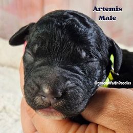 Artemis - Black male Goldendoodle puppy in Peytno, Colorado from Grace N Faith Doodles