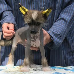 Chinese Crested and Xoloitzcuintli Puppies from Xcel's Xoloitzcuintli and Chinese Cresteds