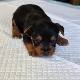 Rosie's Boy 2 - Black and tan male Yorkshire Terrier puppy in Aiken, South Carolina from Sio's Yorkies
