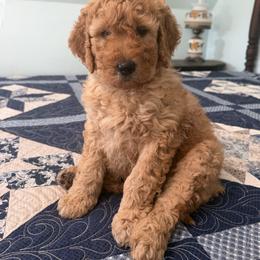 Miss Korie - Red  female Poodle puppy in Fairfield, North Carolina from Leaning T Ranch
