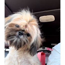 YOLO - Shih Tzu